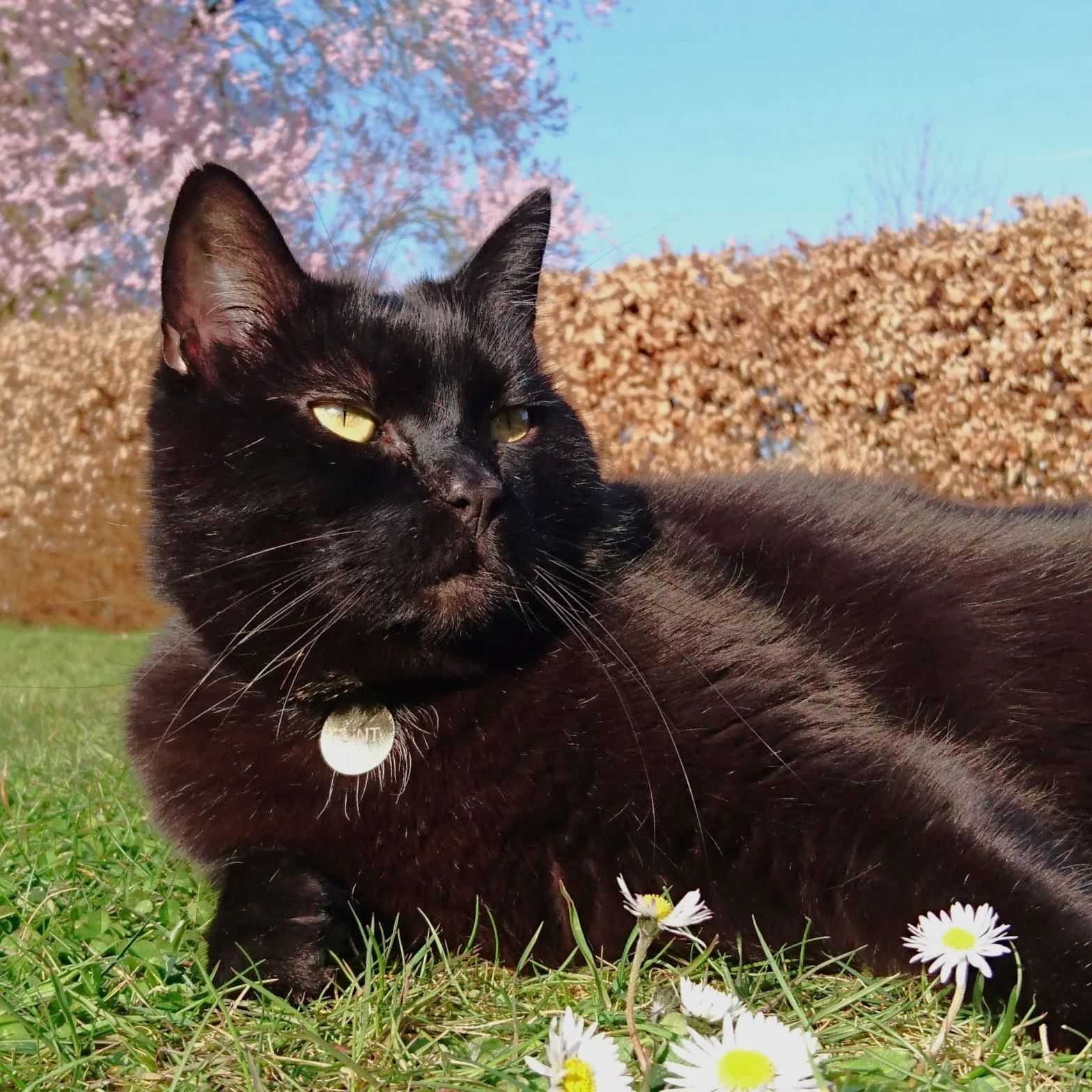 Flint, the shelter cat who chose me