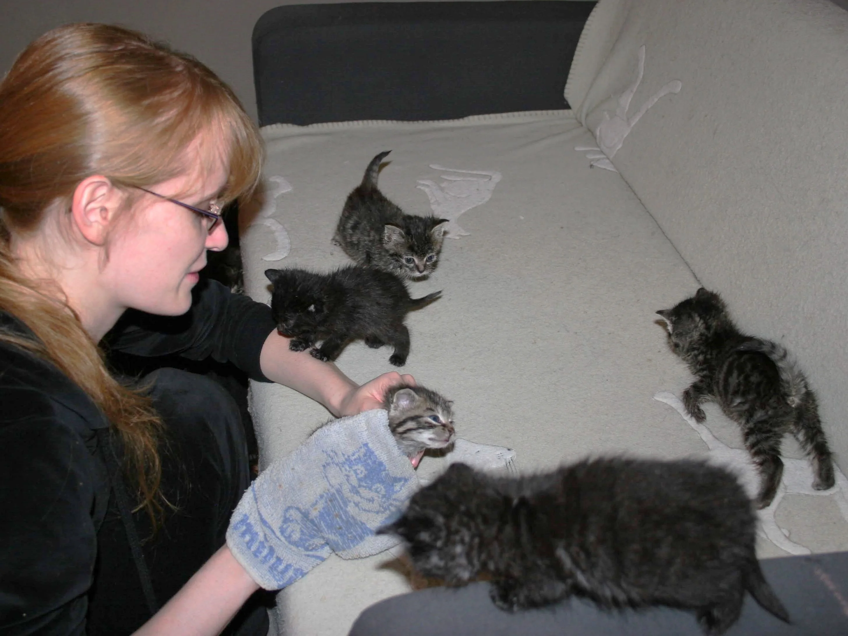 Me with several of my foster cats