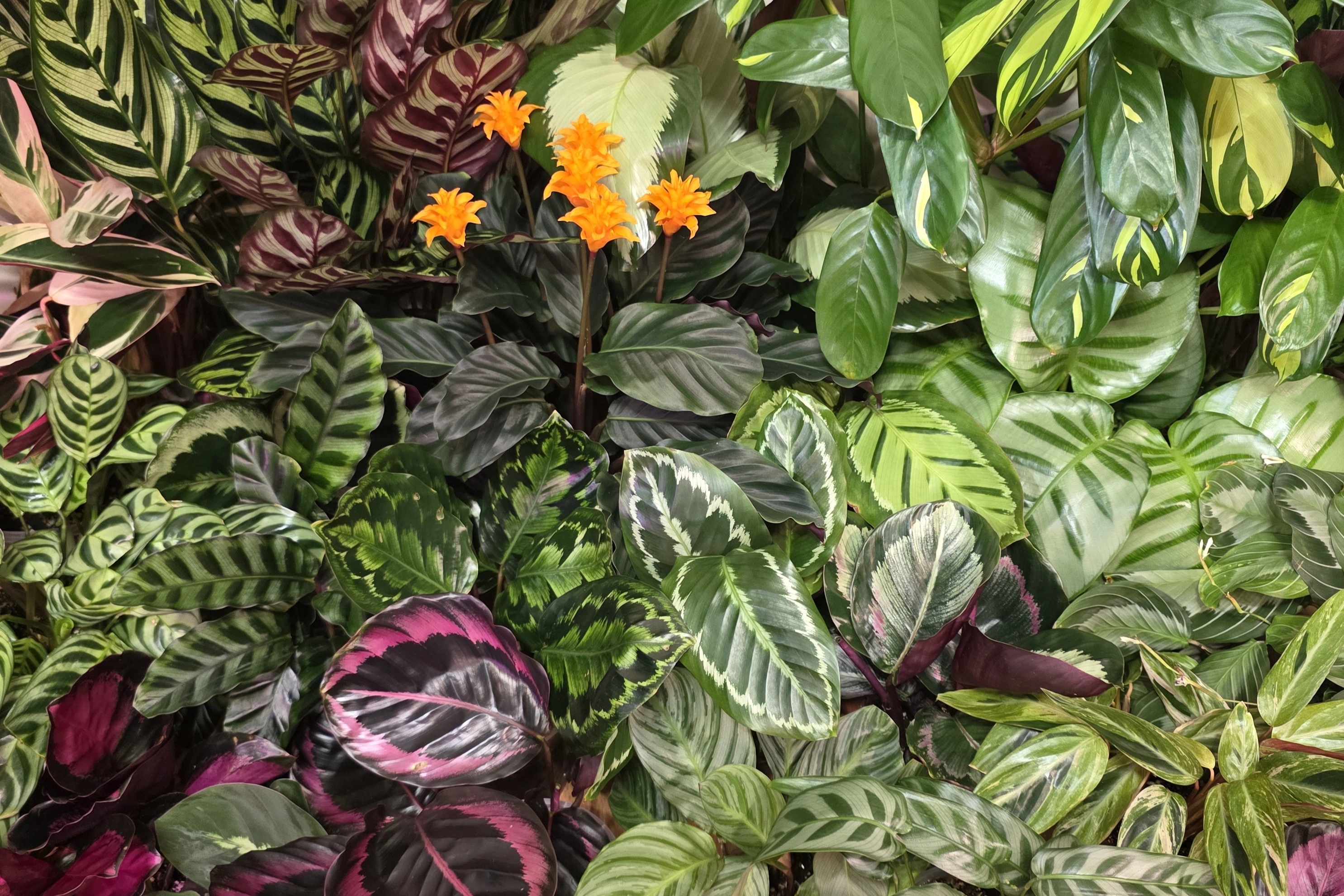 Part of Svitlana’s Marantaceae collection