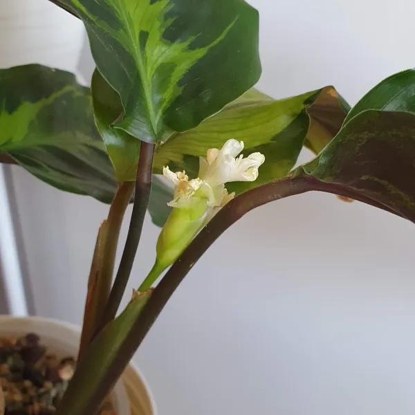 Goeppertia Albertii 'Electric shock' / 'Confusion'