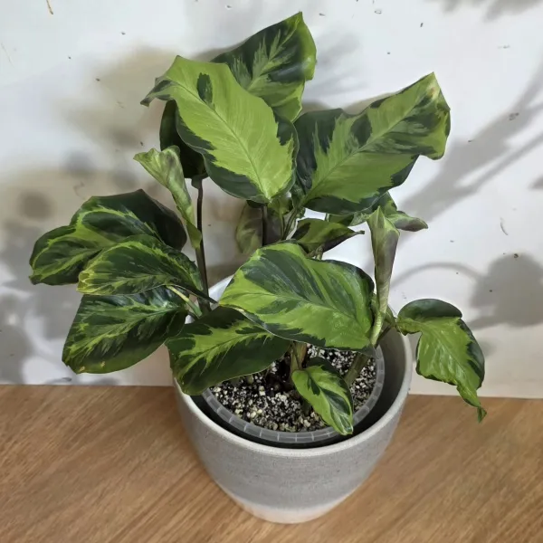 Goeppertia Albertii 'Electric shock' / 'Confusion'