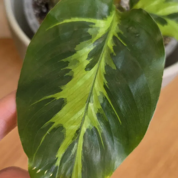 Goeppertia Albertii 'Electric shock' / 'Confusion'