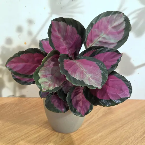 Goeppertia Roseopicta 'Rosy'