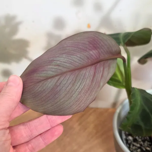 Goeppertia Ecuadoriana 'Iricolor'