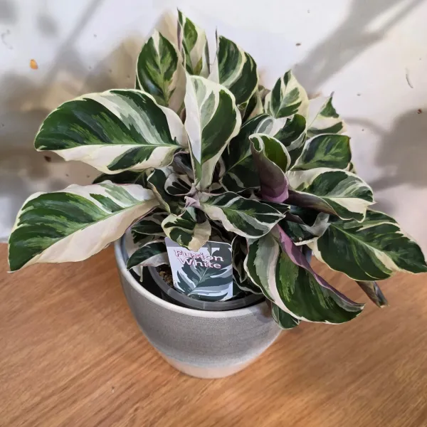 Goeppertia Albertii 'White fusion'