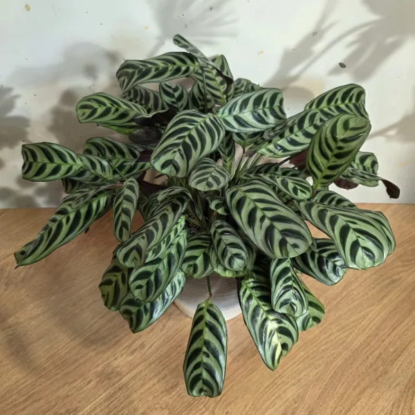 Ctenanthe Burle-Marxii