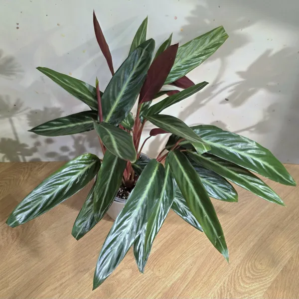 Stromanthe Thalia 'Stripestar'