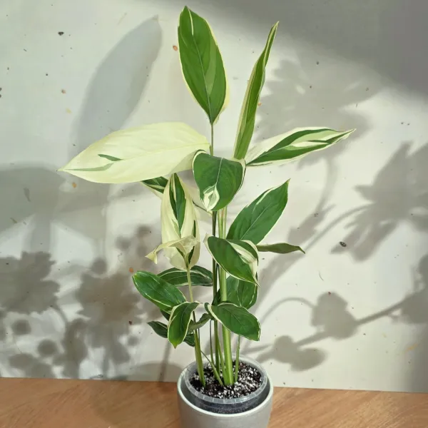 Maranta Arundinacea variegata