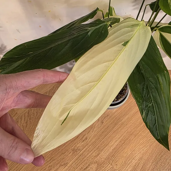 Maranta Arundinacea variegata