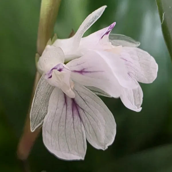 Maranta Cristata 'Bicolor'