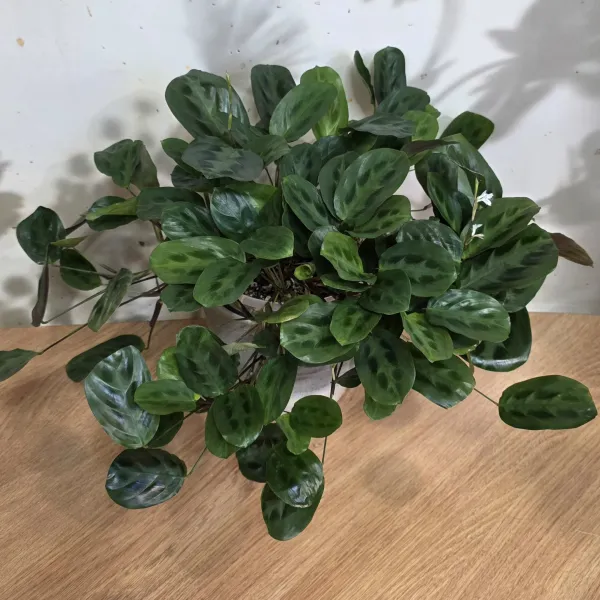 Maranta Cristata 'Bicolor'