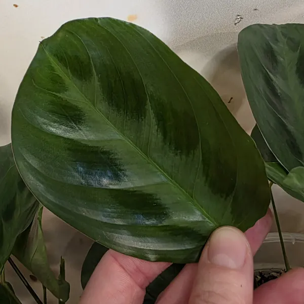 Maranta Cristata 'Bicolor'