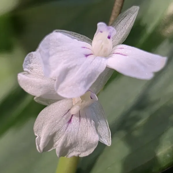 Maranta Cristata 'Intense'