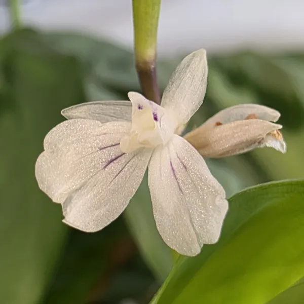 Maranta Cristata 'Grizzle'