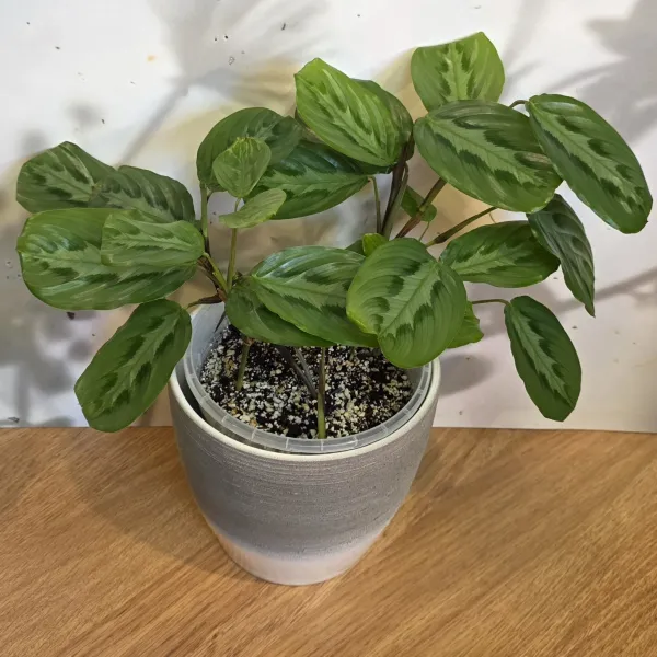 Maranta Cristata 'Grizzle'
