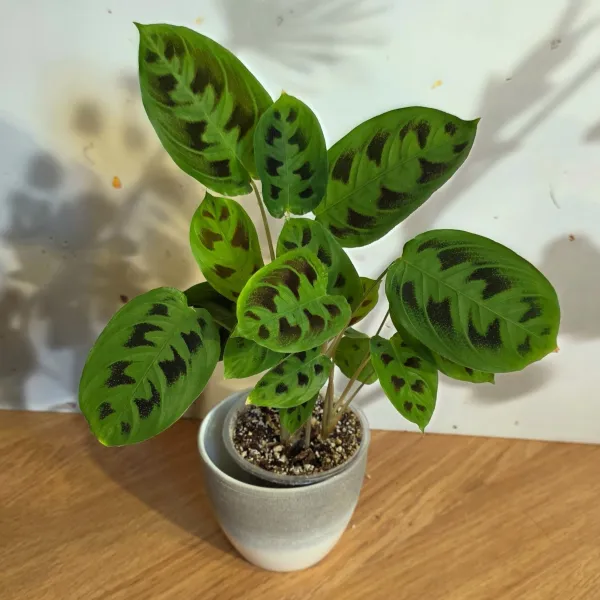 Maranta Testudinea