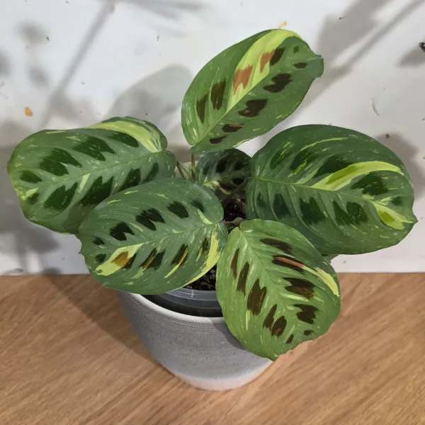 Maranta Leuconeura 'Kerchoveana' variegata / 'Beauty Kim'