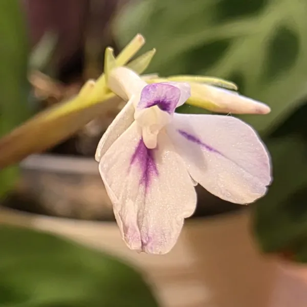 Maranta Leuconeura 'Kerchoveana'