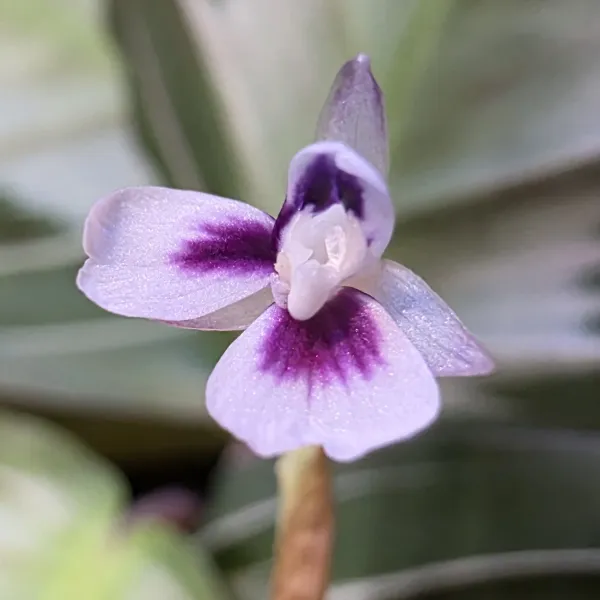 Maranta Leuconeura 'Silver band'