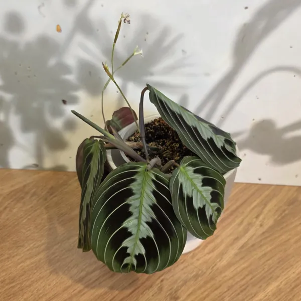Maranta Leuconeura 'Massangeana' / 'Black'