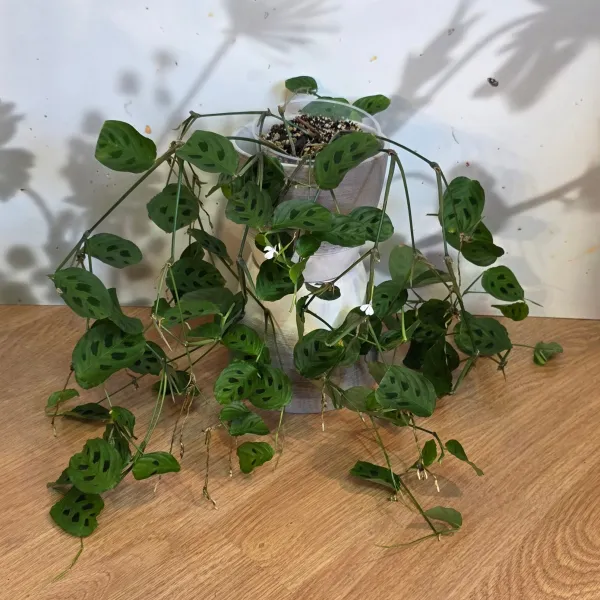 Maranta Depressa / Repens