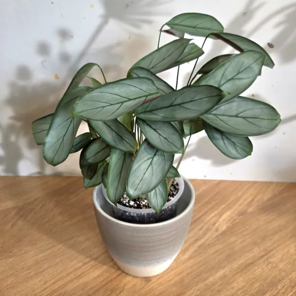 Ctenanthe Oppenheimiana 'Grey star'