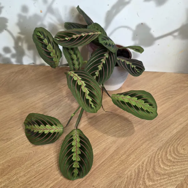 Maranta Leuconeuera 'Erythroneura' / 'Fascinator'