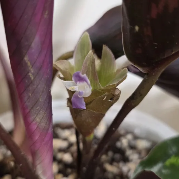 Goeppertia Veitchiana purple