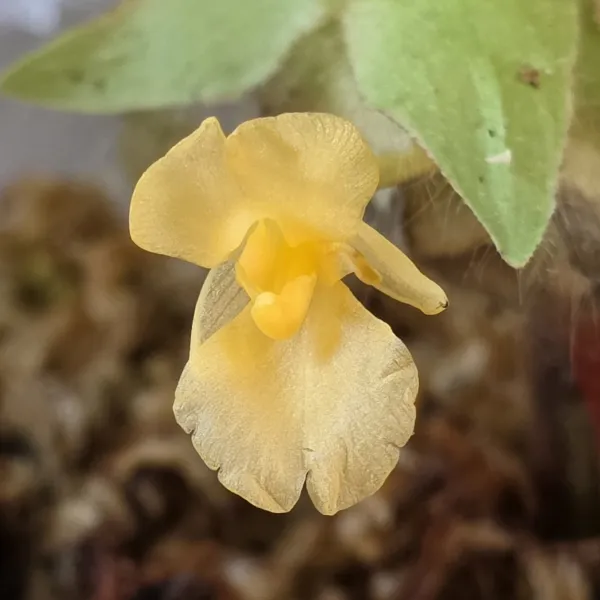Goeppertia Rufibarba cf
