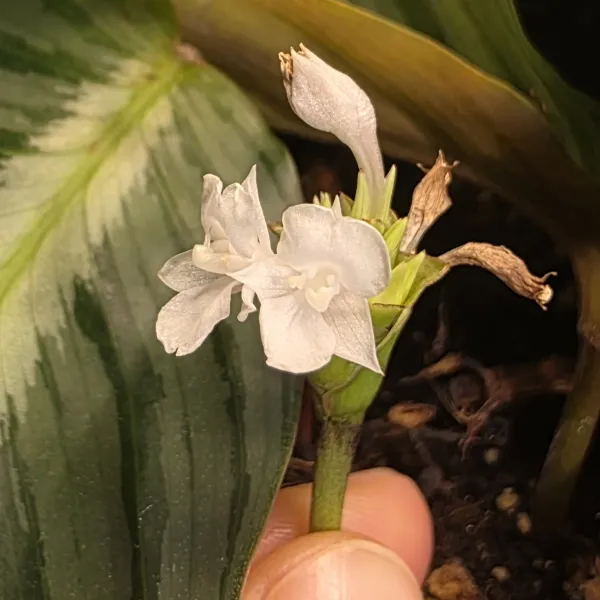 Goeppertia Fucata 'Loreto'