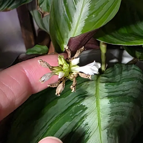 Goeppertia Fucata 'Loreto'