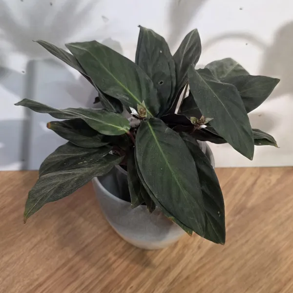 Goeppertia Curaraya