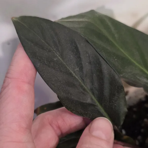 Goeppertia Curaraya