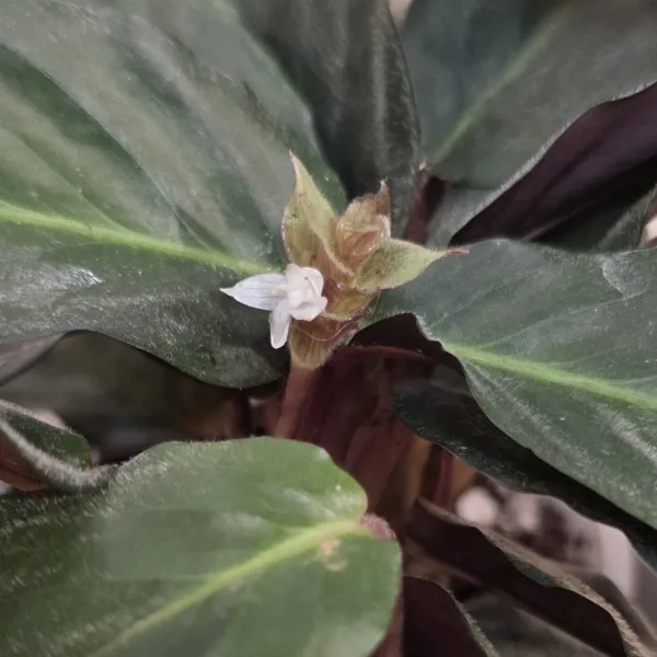 Goeppertia Curaraya