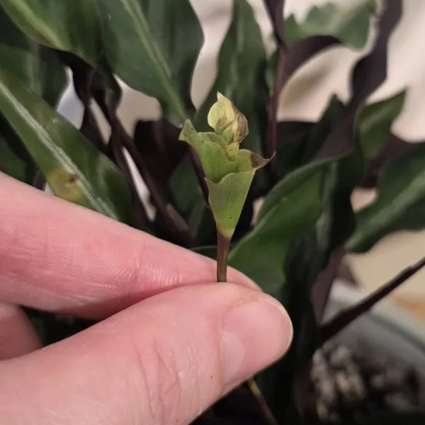 Goeppertia Micans narrow