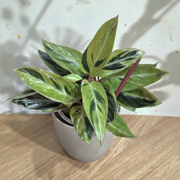 Stromanthe Thalia 'Horticolor'