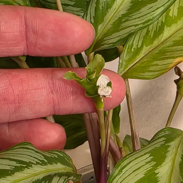 Goeppertia Undulata hybrid