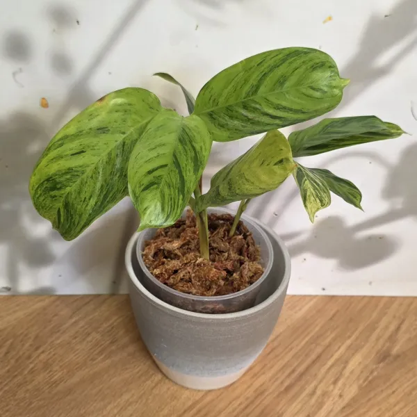 Ctenanthe Lubbersiana variegata