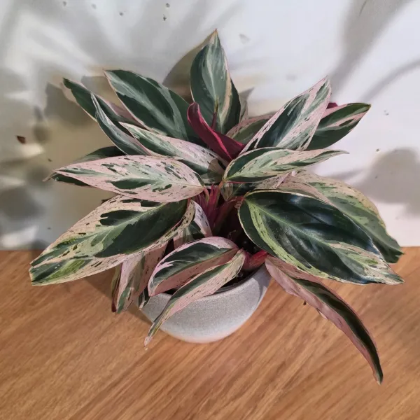 Stromanthe Thalia 'Multicolor'