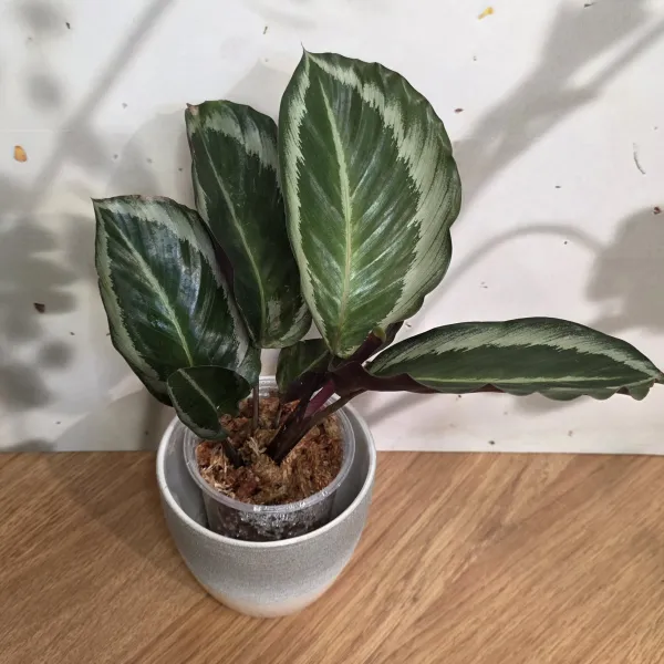 Goeppertia Bicajoux 'Cobra Pink'