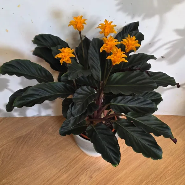 Goeppertia Crocata