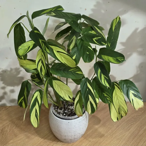 Ctenanthe Lubbersiana 'Golden mosaic'