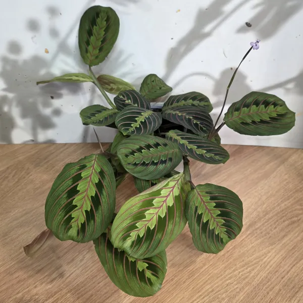 Maranta Leuconeura 'Erythroneura' / 'Fascinator'