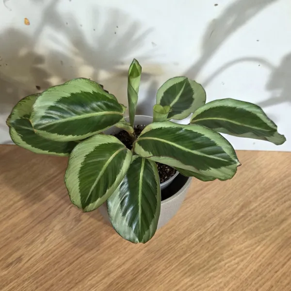 Goeppertia Bicajoux 'Gecko'