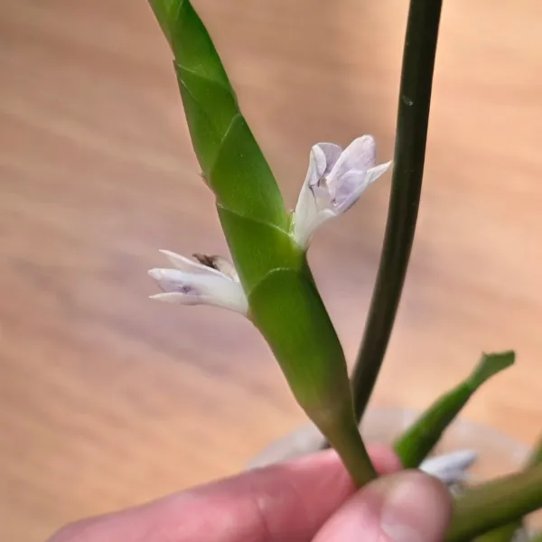 Goeppertia Legrelleana