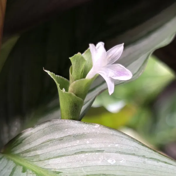 Goeppertia Fucata 'Platinum'