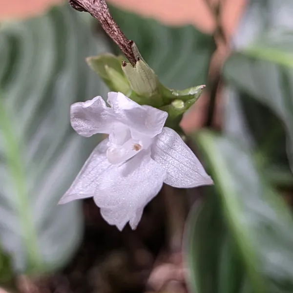 Goeppertia Fucata 'Yacuambi'