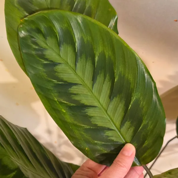 Goeppertia Metallica 1