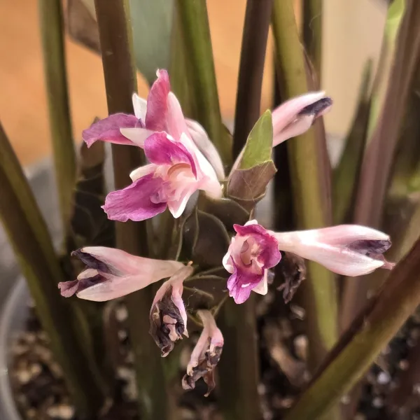 Goeppertia Metallica 1