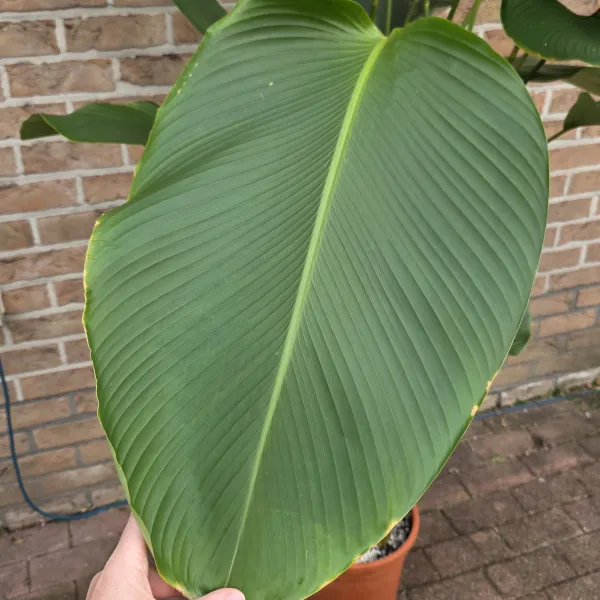 Calathea Lutea